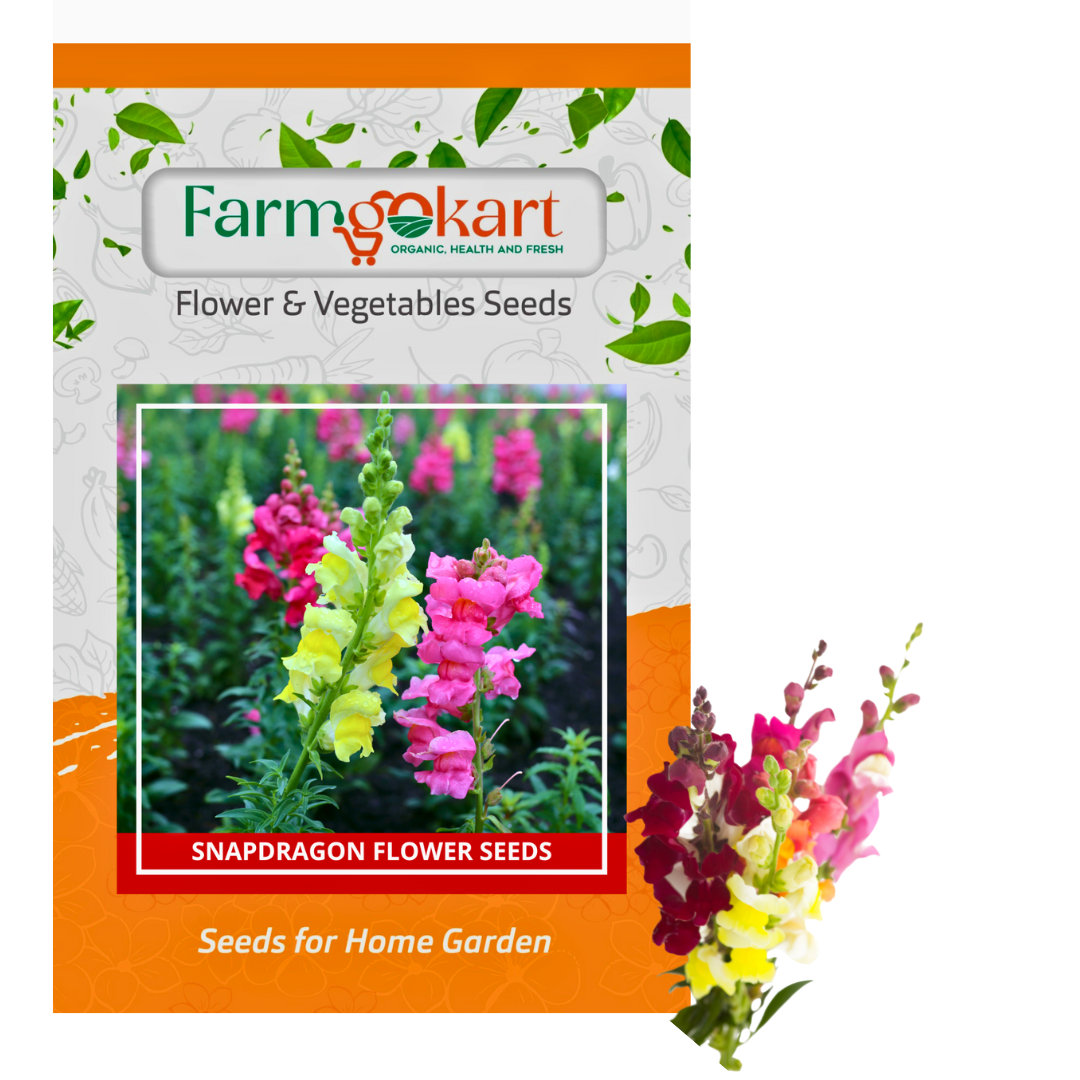 anthurium snapdragon Anthurium - Snap Dragon Flower