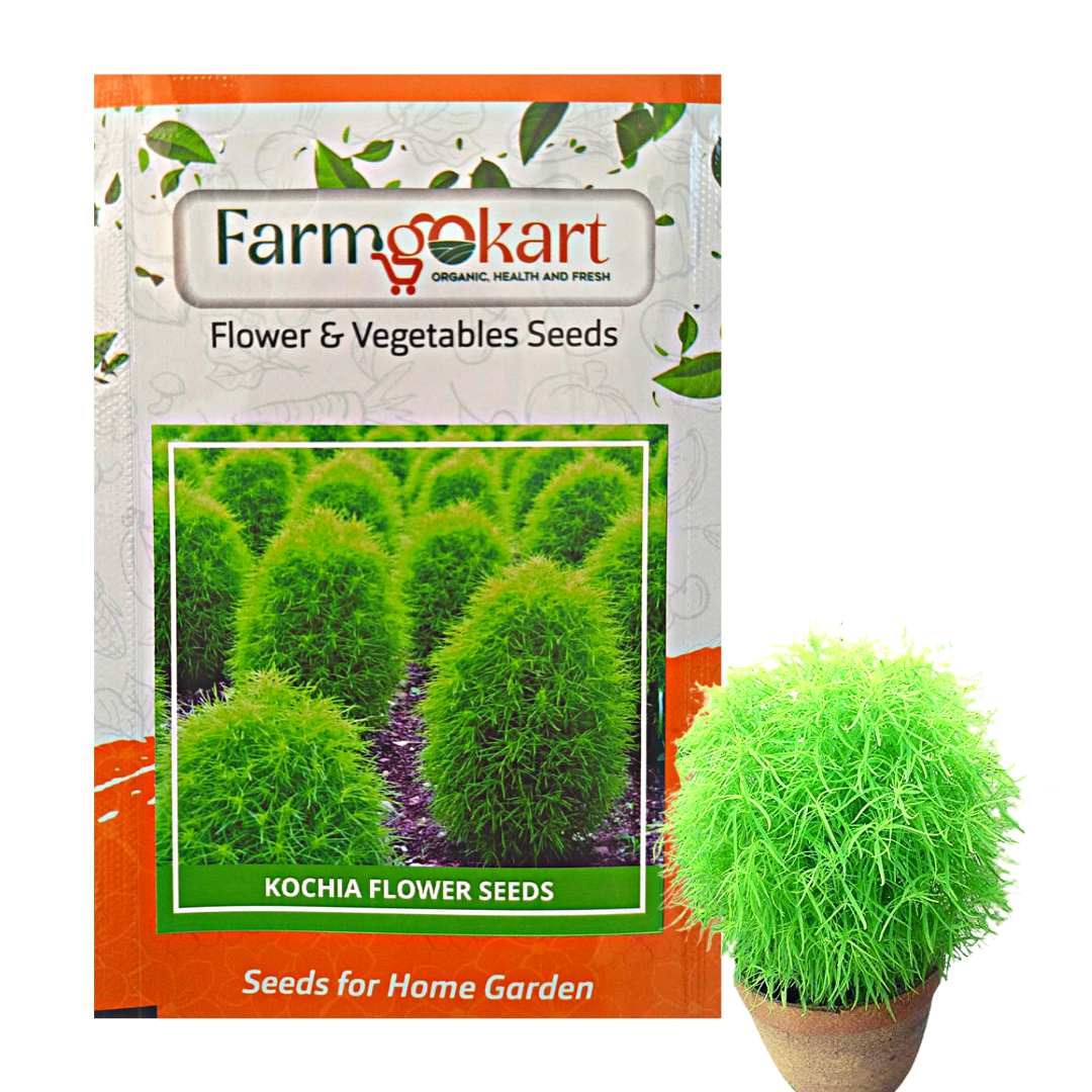 kochia plant seeds Kochia Flower Seeds