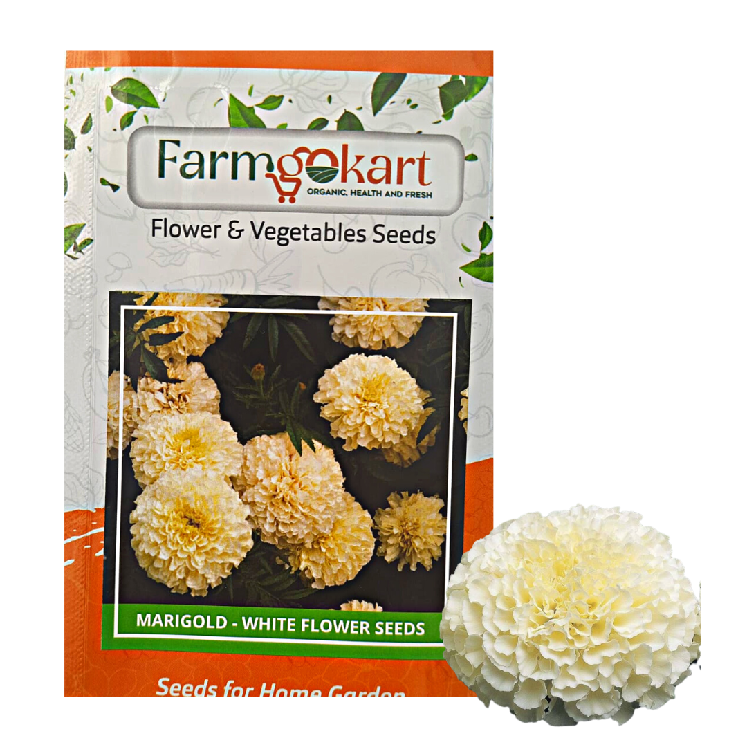 white marigold flower seeds Marigold - White Flower