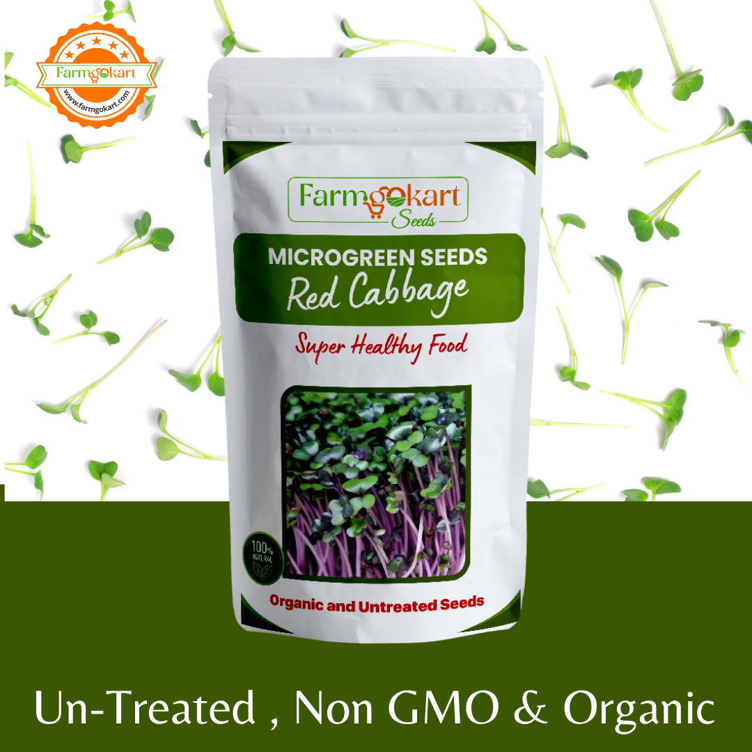 Cabbage Red Microgreen Grower Pack – Farmgokart