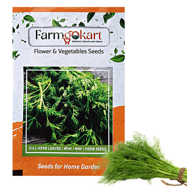 DILL -SUVA (Anethum Graveolens) -Farming Seeds
