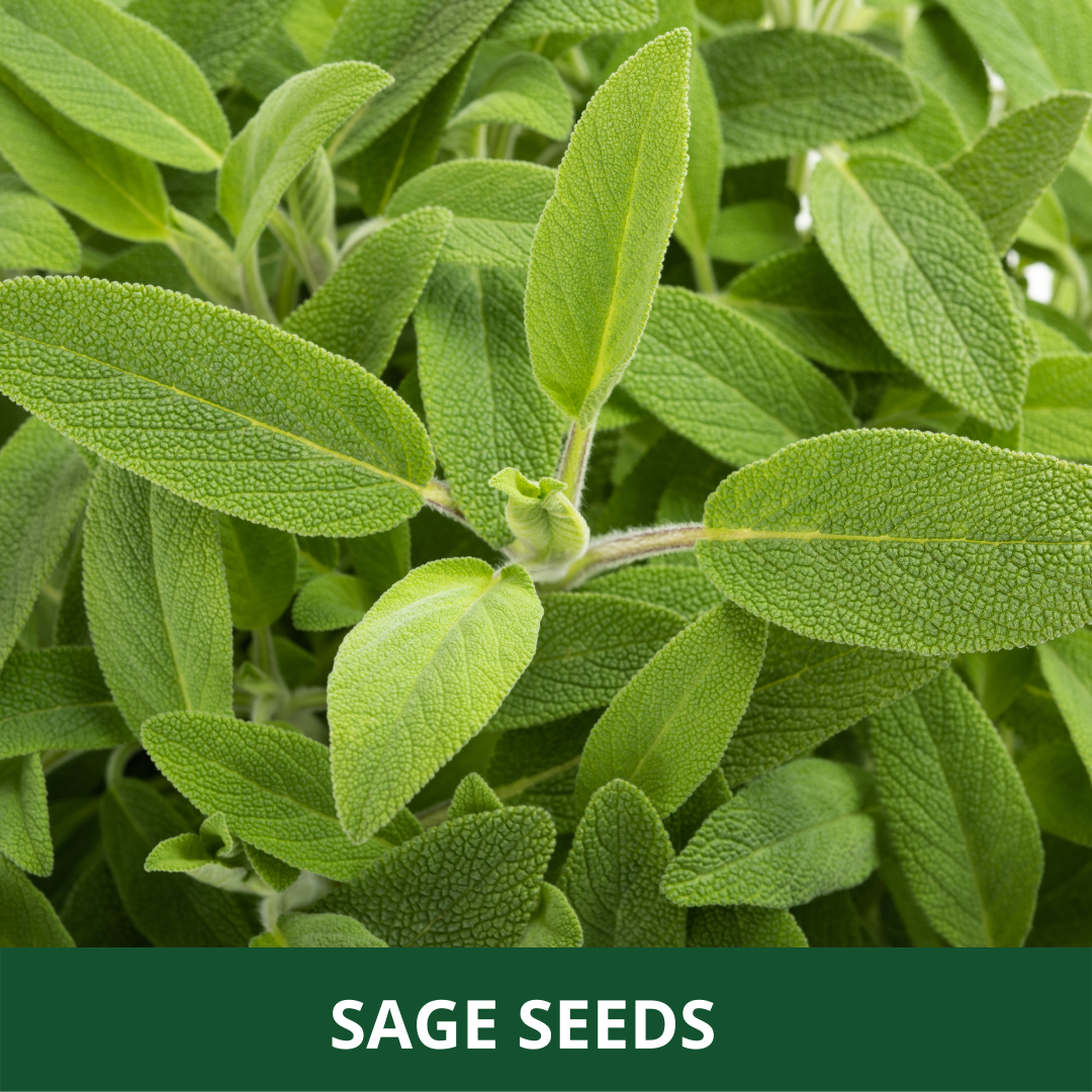 SAGE Pack Of 30 Seeds Farmgokart sage-pack-of-30-seeds-farmgokart