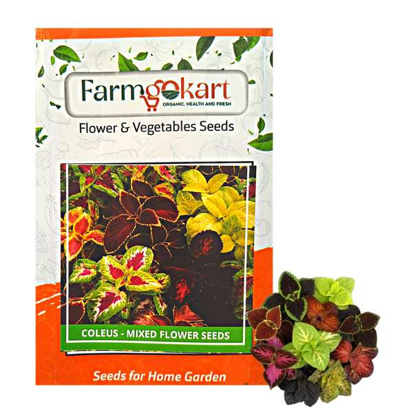 Coleus - Rainbow  Grower Seeds Pack - 2000 Seeds