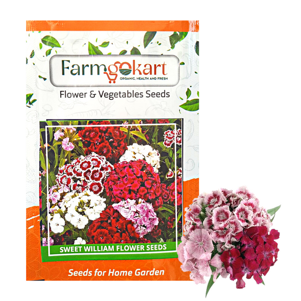 Sweet William -  Grower Seeds Pack - 10 Gms