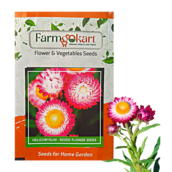 Helichrysum -  Grower Seeds Pack - 4000 Seeds