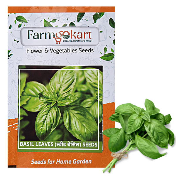 GREEN BASIL (LARGE LEAF) - Pack of 250 Seeds
