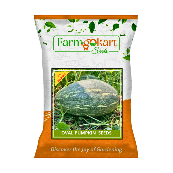 PUMPKIN (OVAL SHAPED/OBLONG) HYBRID F1 HYBRID SEED - 10 Grams (Appx Seed Count 50 to 60 Nos)