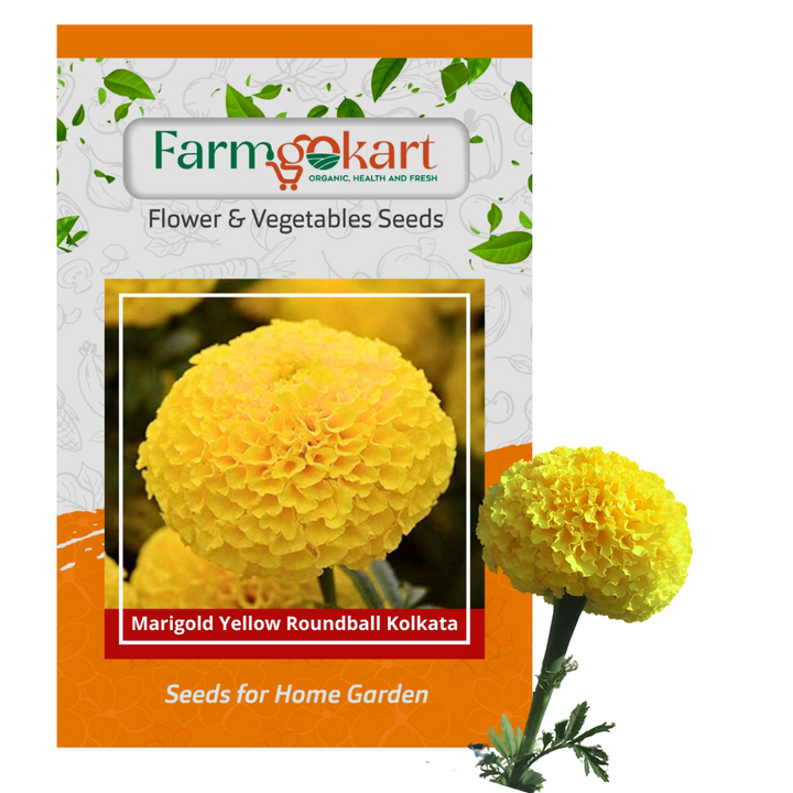 kolkata marigold seeds Marigold - Yellow Roundball Kolkata Flower
