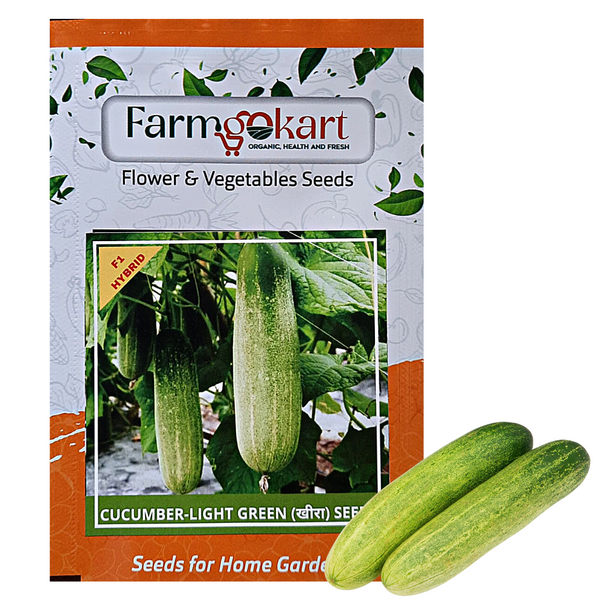 CUCUMBER LIGHT GREEN F1 HYBRID SEEDS - Pack of 35 Seeds