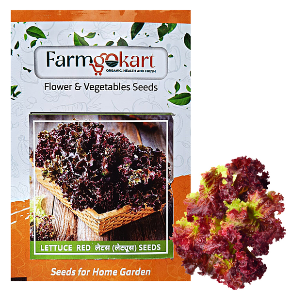 LETTUCE RED- LOLLA ROSSA  - Pack of 200 Seeds