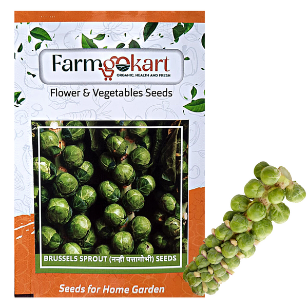 BRUSSEL SPROUT - Pack of 100 Seeds