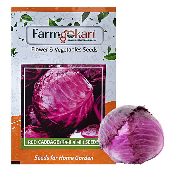 RED CABBAGE - Pack of 100 Seeds