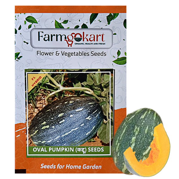 PUMPKIN OVAL   F1 HYBRID -Pack of 15 Seeds