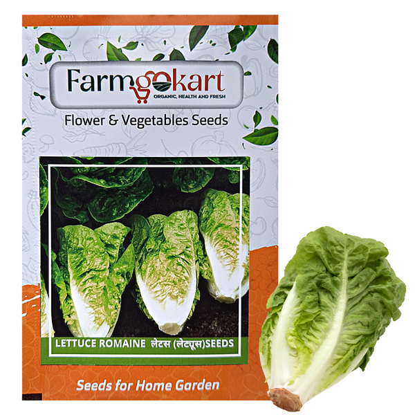LETTUCE ROMAIN  - Pack of 200 Seeds