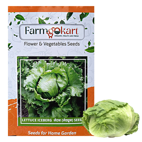 LETTUCE ICE BERG  - Pack of 200 Seeds