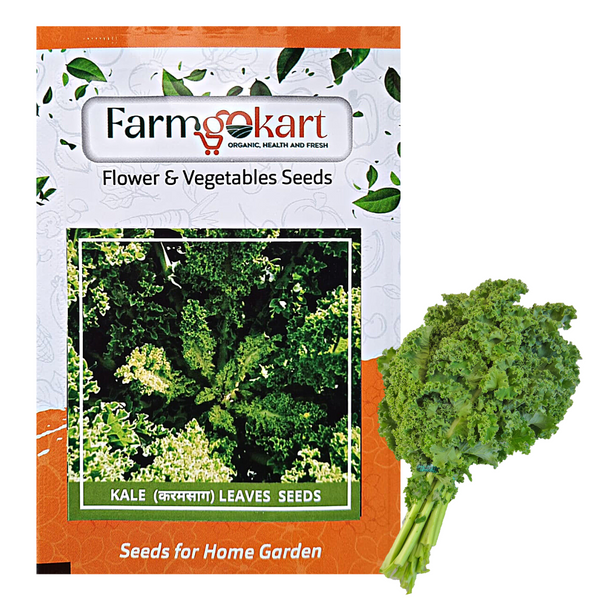 CURLY KALE - Pack of 300 Seeds