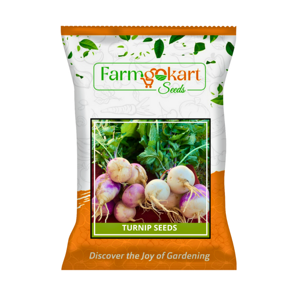TURNIP PURPLE TOP SEEDS - 100 Grams  ( Perfect for Home Gardening, Open Farming and Poly House Farming)