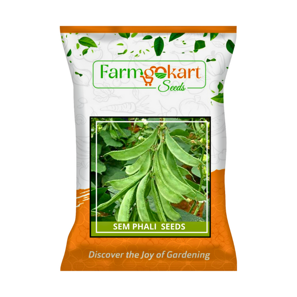 SEM PHALI - PAPDI PHALI (LIMA/DOLICHOS BEANS) SEEDS - 100 Grams (Perfect for Home Gardening, Open Farming and Poly House Farming)