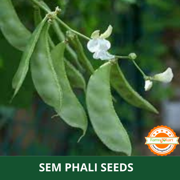 Phali Tree SEM PHALI - PAPDI PHALI (LIMA/DOLICHOS BEANS) SEEDS - 100 Grams (Perfe ...