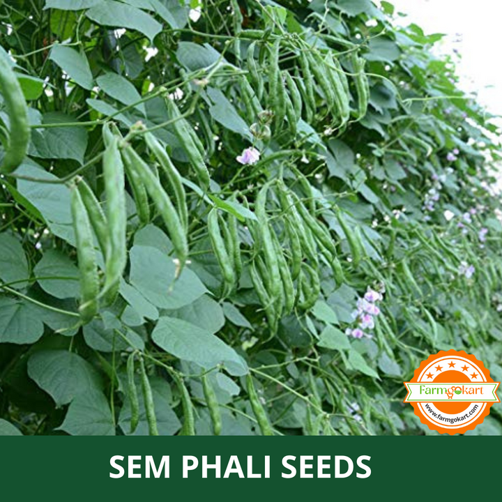 Phali Tree SEM PHALI - PAPDI PHALI (LIMA/DOLICHOS BEANS) SEEDS - 100 Grams (Perfe ...