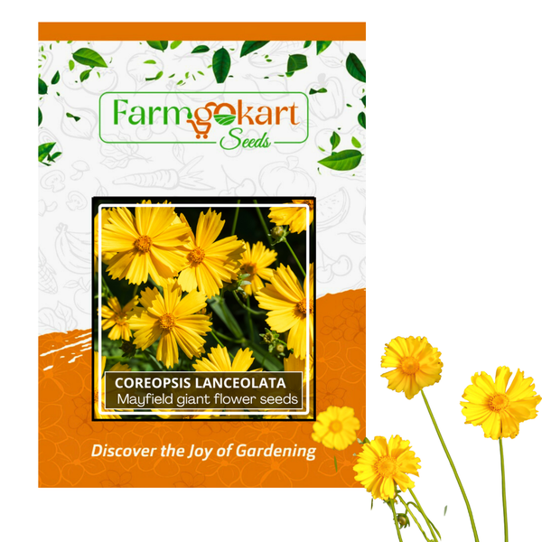 Coreopsis - Lanceolata Double Sunburst - Pack of 100 Seeds