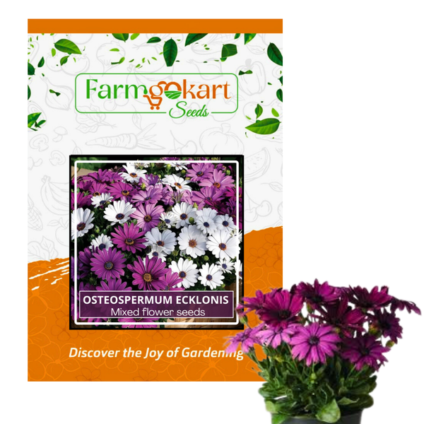Osteospermum ecklonis Mixed  - Pack of 20 Seeds