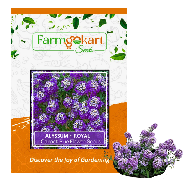 Alyssum Maritimum "Royal" Carpet Blue - Pack of  300 Seeds