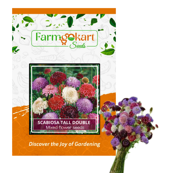 Scabiosa Pincushion Tall Double Mixed Mixed - Pack of 50 Seeds