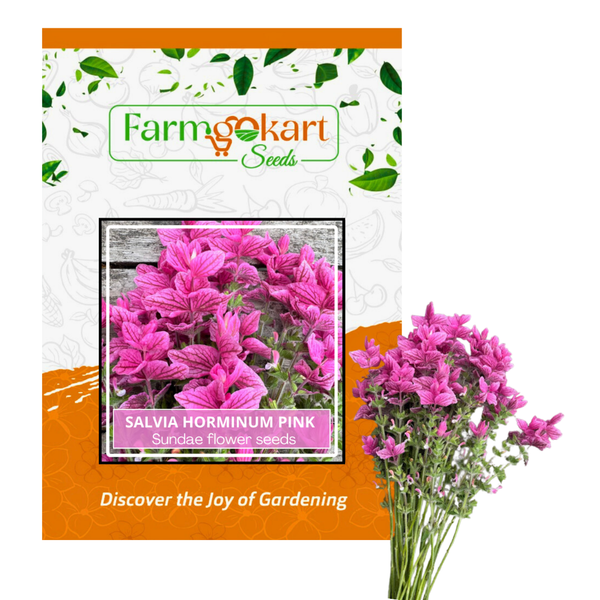 Salvia Horminum Pink Sundae- Pack of 20 Seeds