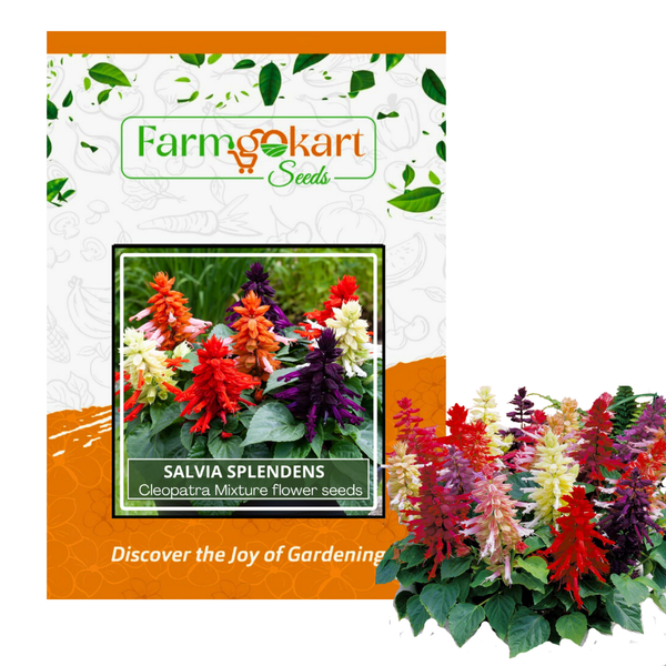 Salvia Splendens Cleopatra Mixture- Pack of 20 Seeds