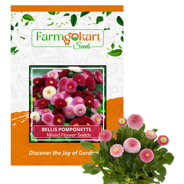 Bellis - Perennis Pomponette Mixed- Pack of 300 Seeds