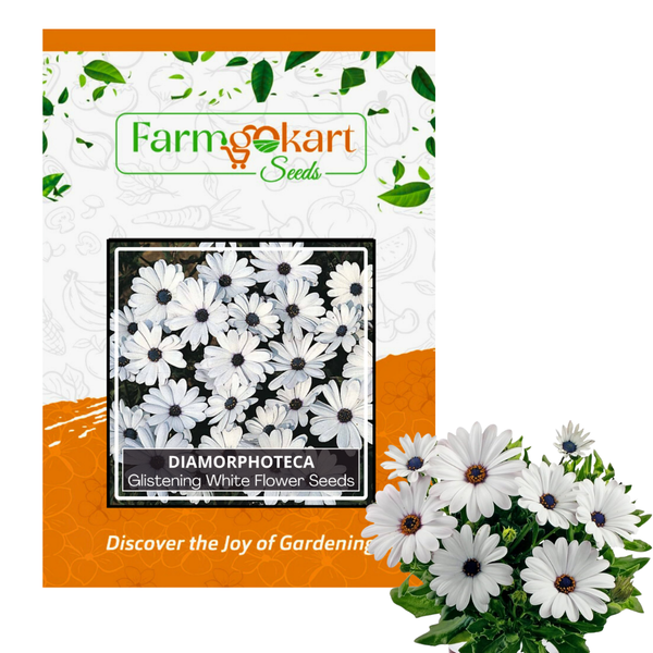 Rainy Daisy-Dimorphotheca Glistening White  - Pack of 20 Seeds
