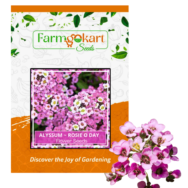 Alyssum 'Rosie O'Day- Pack of  300 Seeds