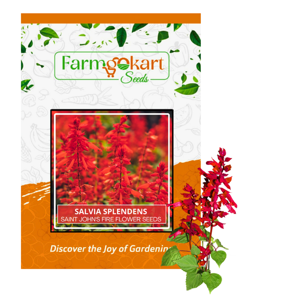 Salvia Splendens Saint John's Fire (Special Dwarf )- Pack of 20 Seeds