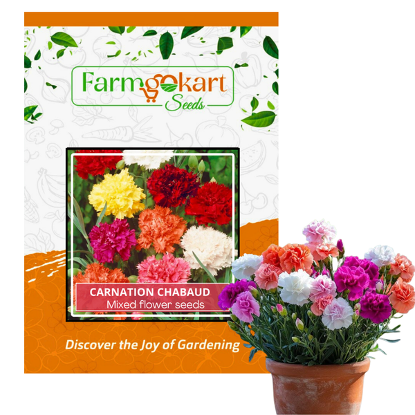 Chabaud Carnation - Dianthus Chabaud Mixed- Pack of 100 Seeds