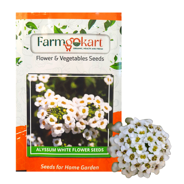Alyssum - White  Grower Seeds Pack- 10 Gms