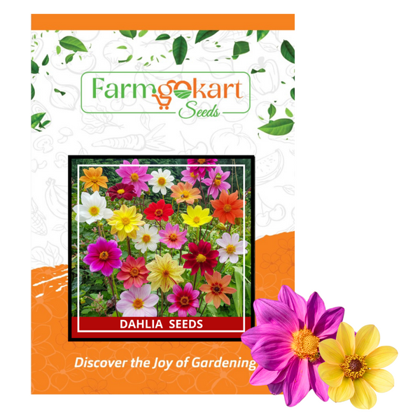 Dahlia  Flower - Pack fo 100 Seeds
