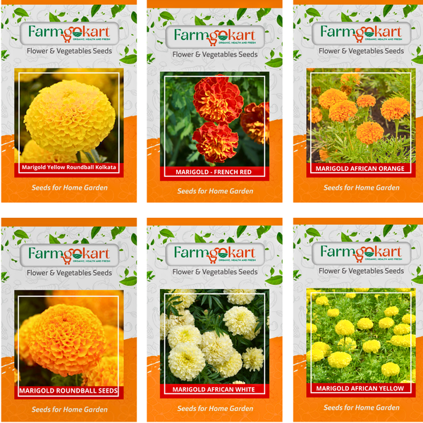 All-Season Marigold Flower Planting Seeds - 6 Varieties Combo Pack